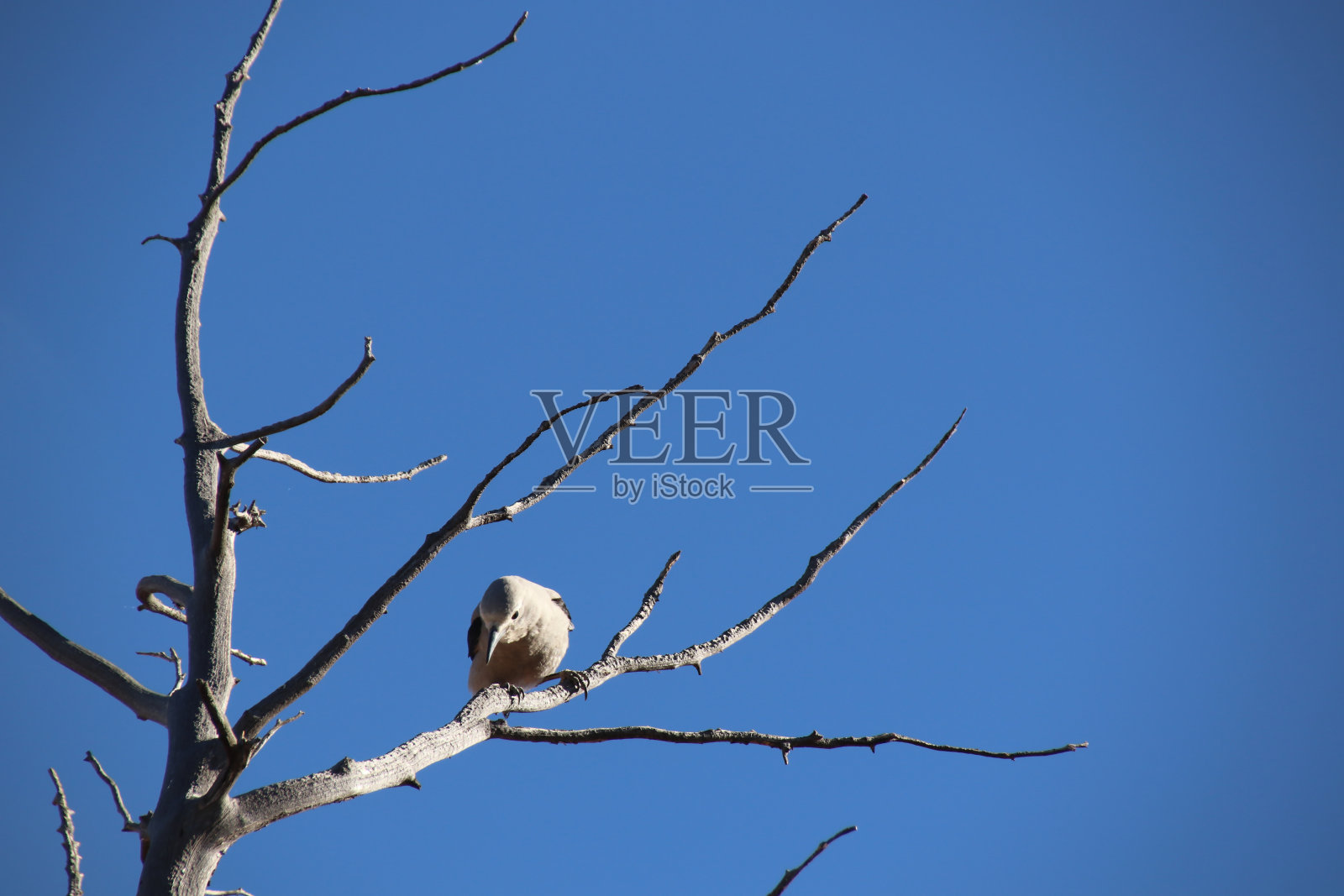 克拉克的胡桃夹子(nucifraga columbiana)在树枝上照片摄影图片