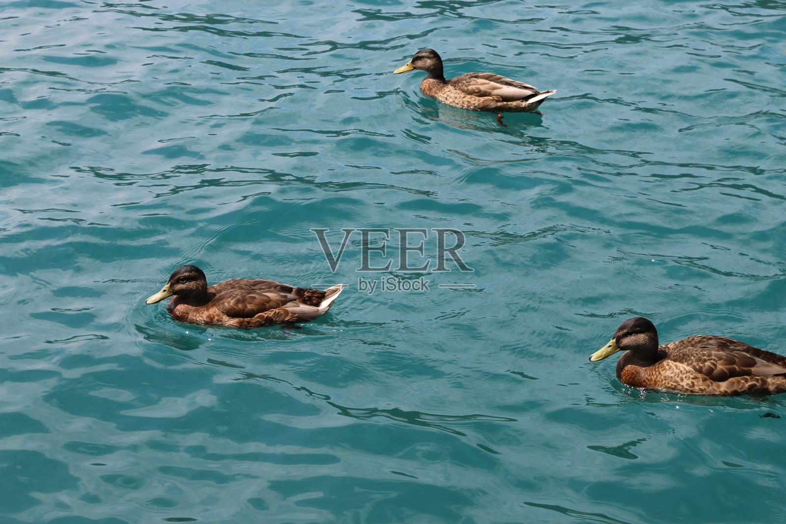 斯洛文尼亚布莱德湖的鸭子照片摄影图片