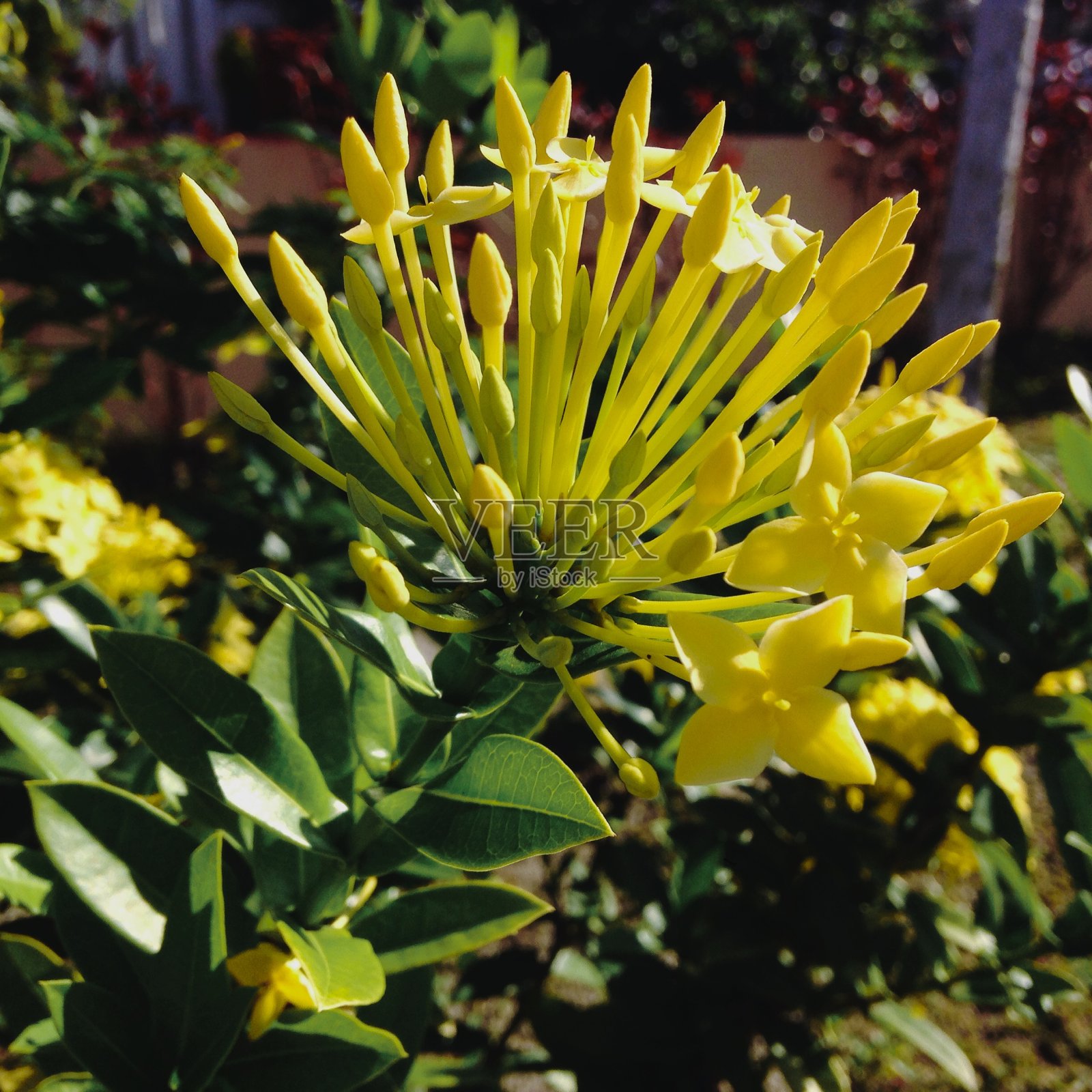 聚焦黄色花朵照片摄影图片