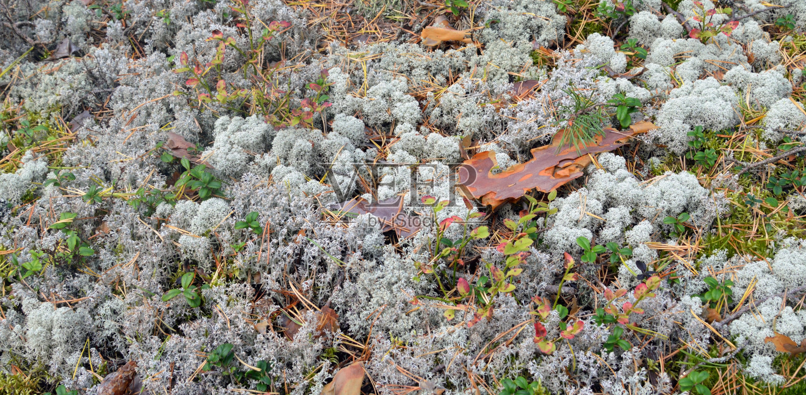 森林中的苔藓特写。照片摄影图片