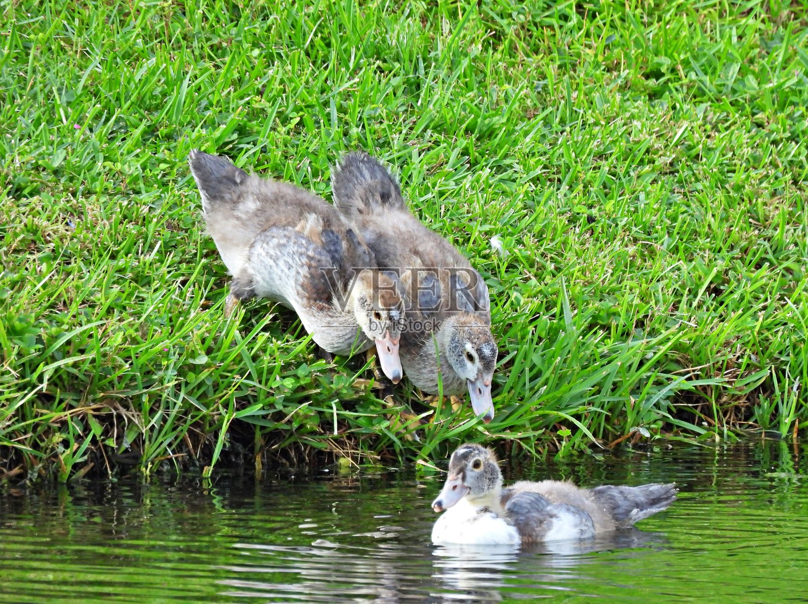 番鸭——小鸭子们向水里游去，加入它的兄弟姐妹照片摄影图片