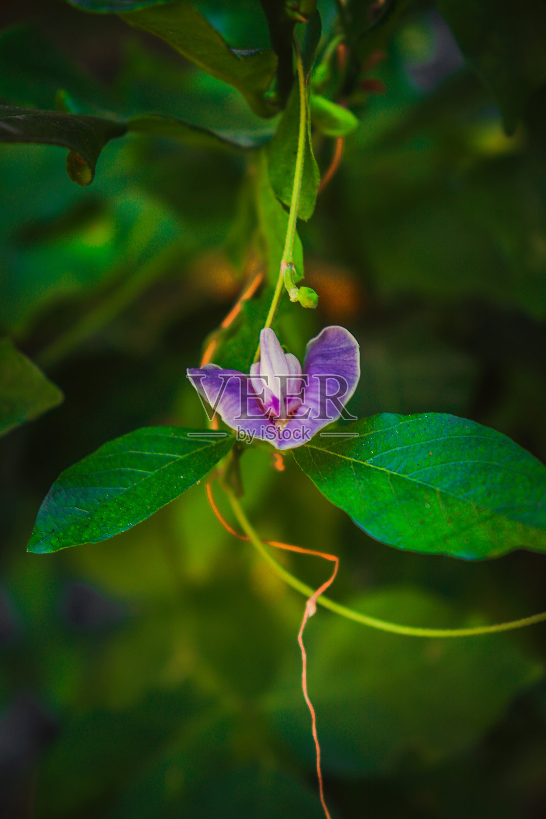 紫色的鲜花盛开在树上。照片摄影图片