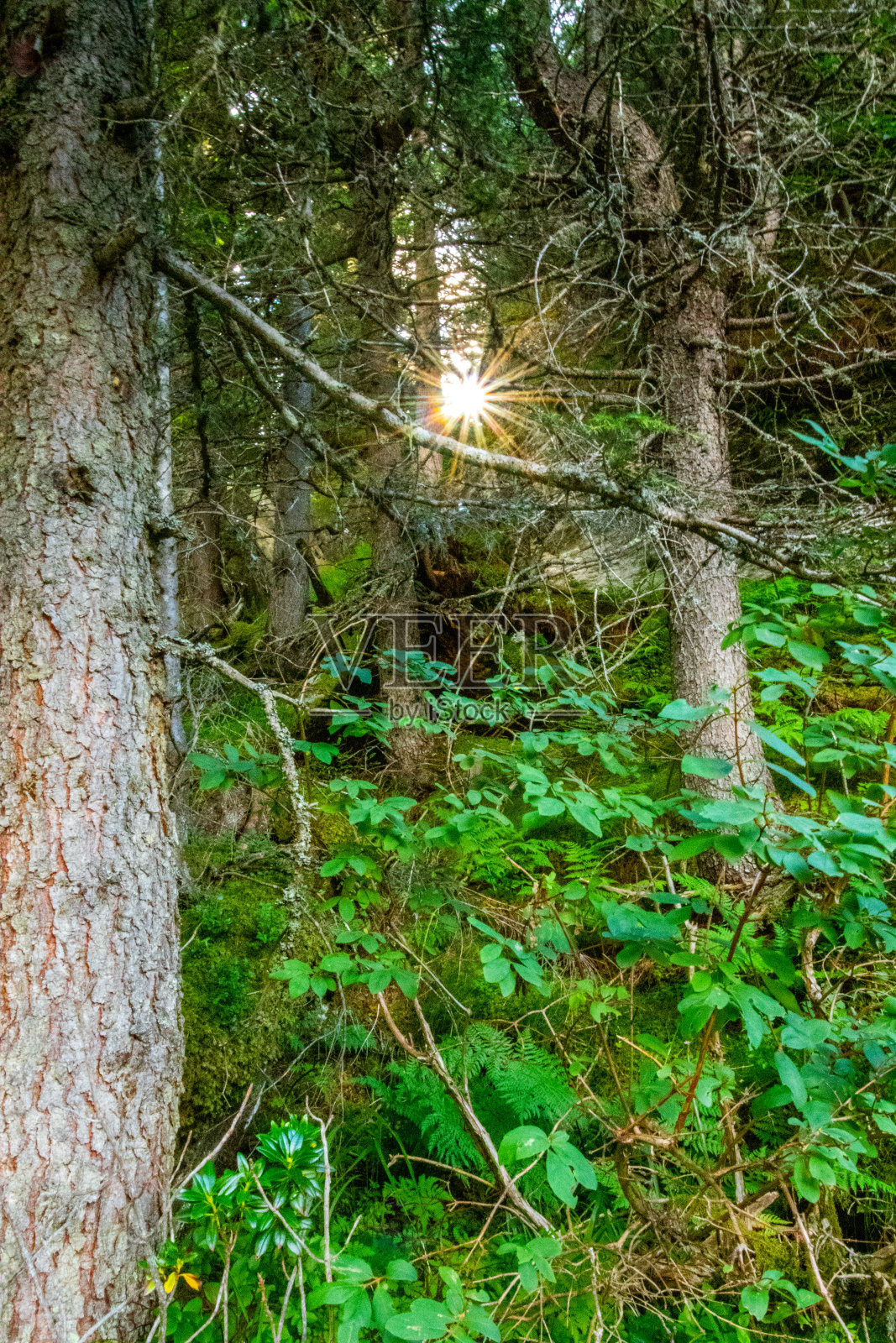 阳光穿过森林照片摄影图片