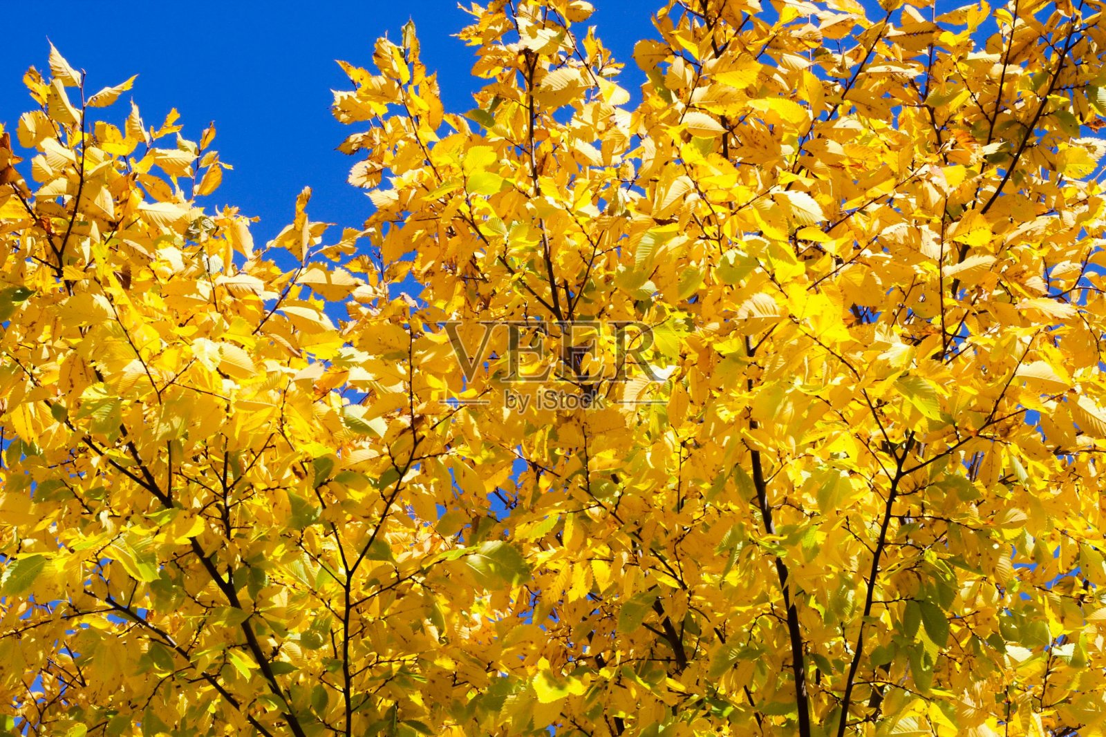 树上颜色鲜艳的叶子照片摄影图片