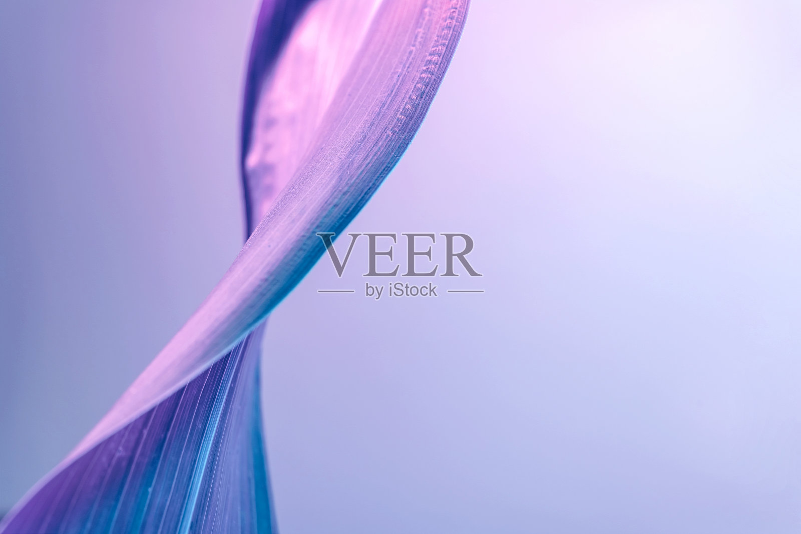 在霓虹灯下美丽的漩涡叶子。简约复古风格的概念。80年代。背景图案设计。照片摄影图片