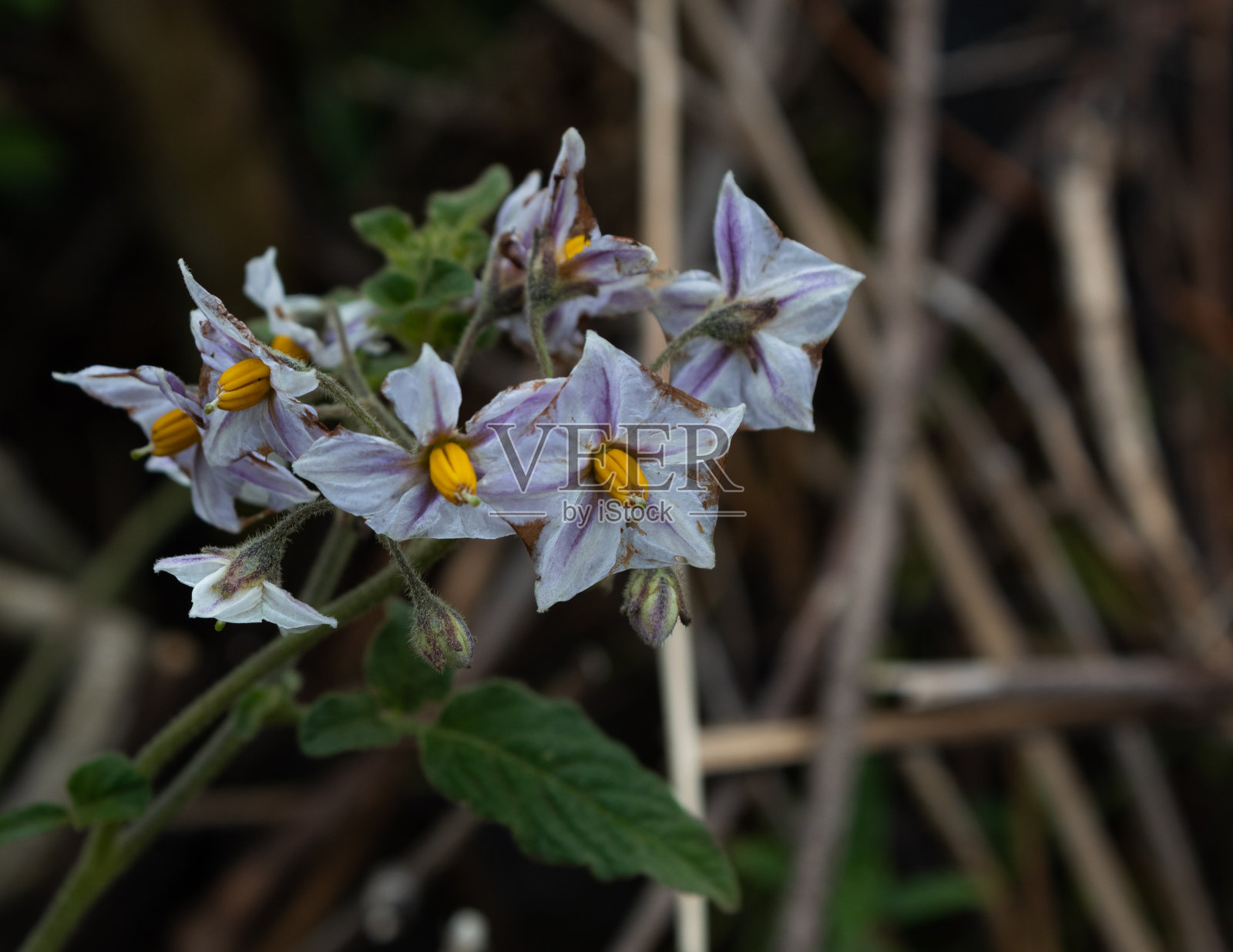森林里有一些紫色的花。照片摄影图片