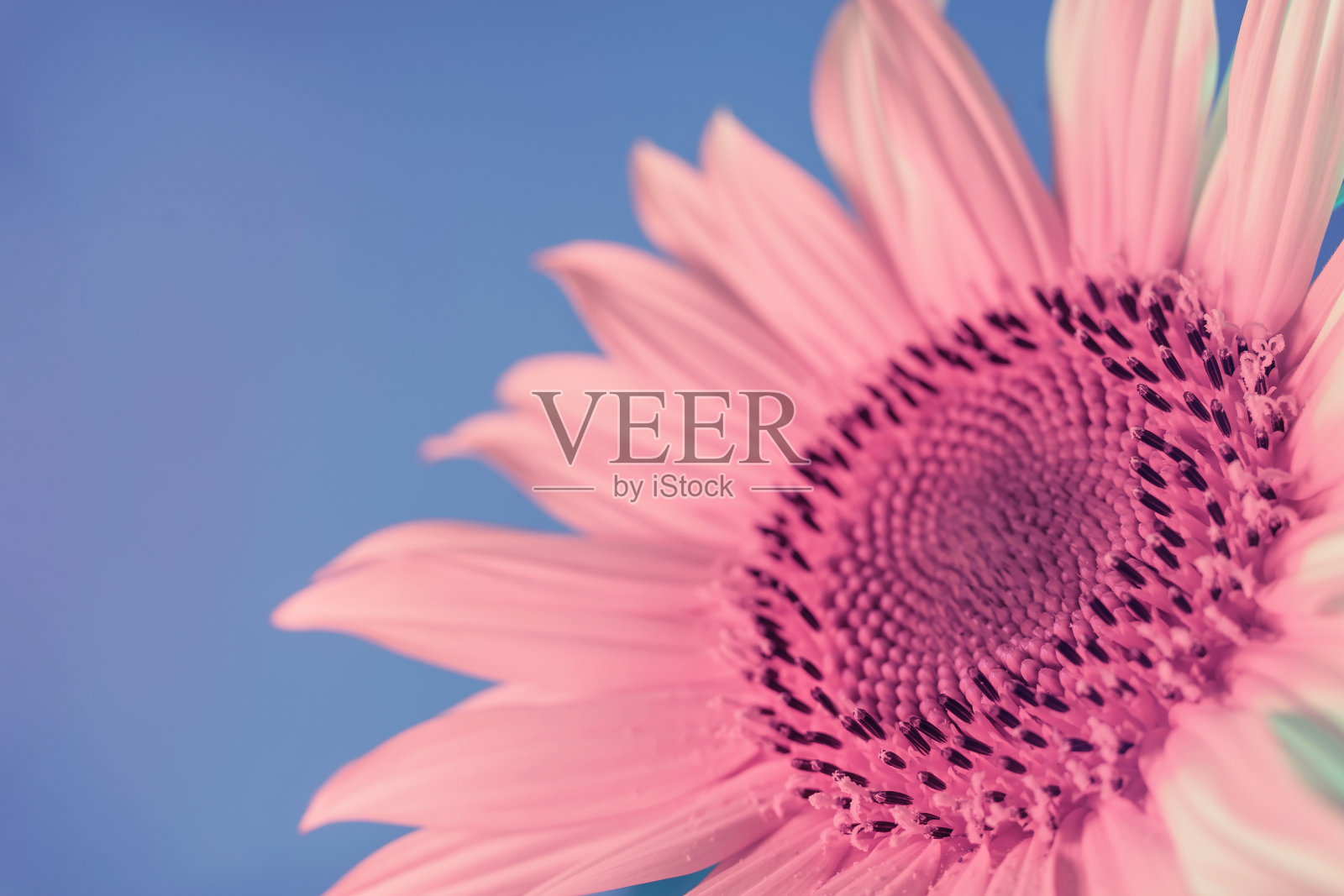 近距离抽象向日葵植物颜色红光。美丽的植物在霓虹灯下极小。简约复古风格的概念。背景图案设计。照片摄影图片