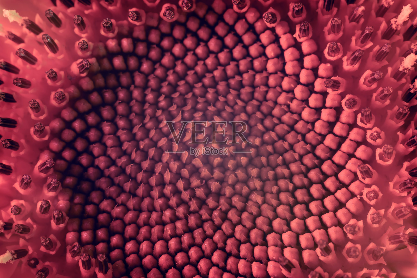 摘要向日葵植物颜色橙色光。美丽的植物在霓虹灯下极小。背景图案设计。微距摄影的看法。照片摄影图片