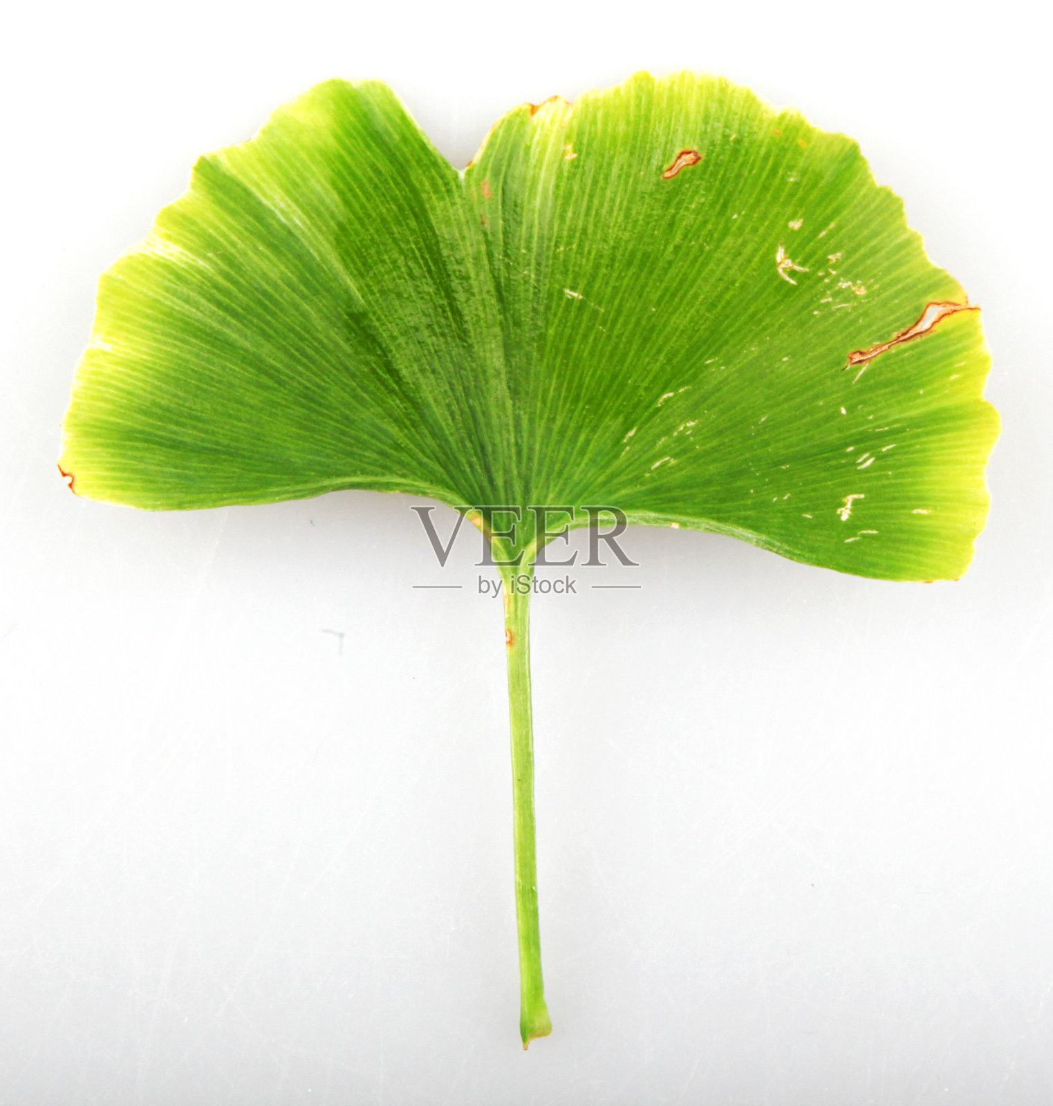 白色背景下的银杏叶照片摄影图片
