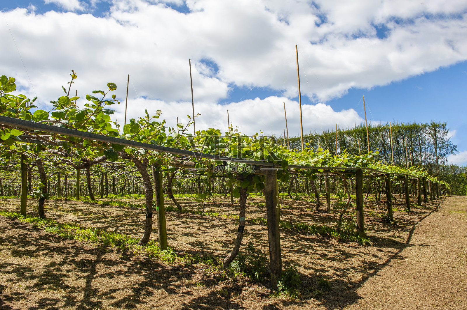 猕猴桃种植照片摄影图片