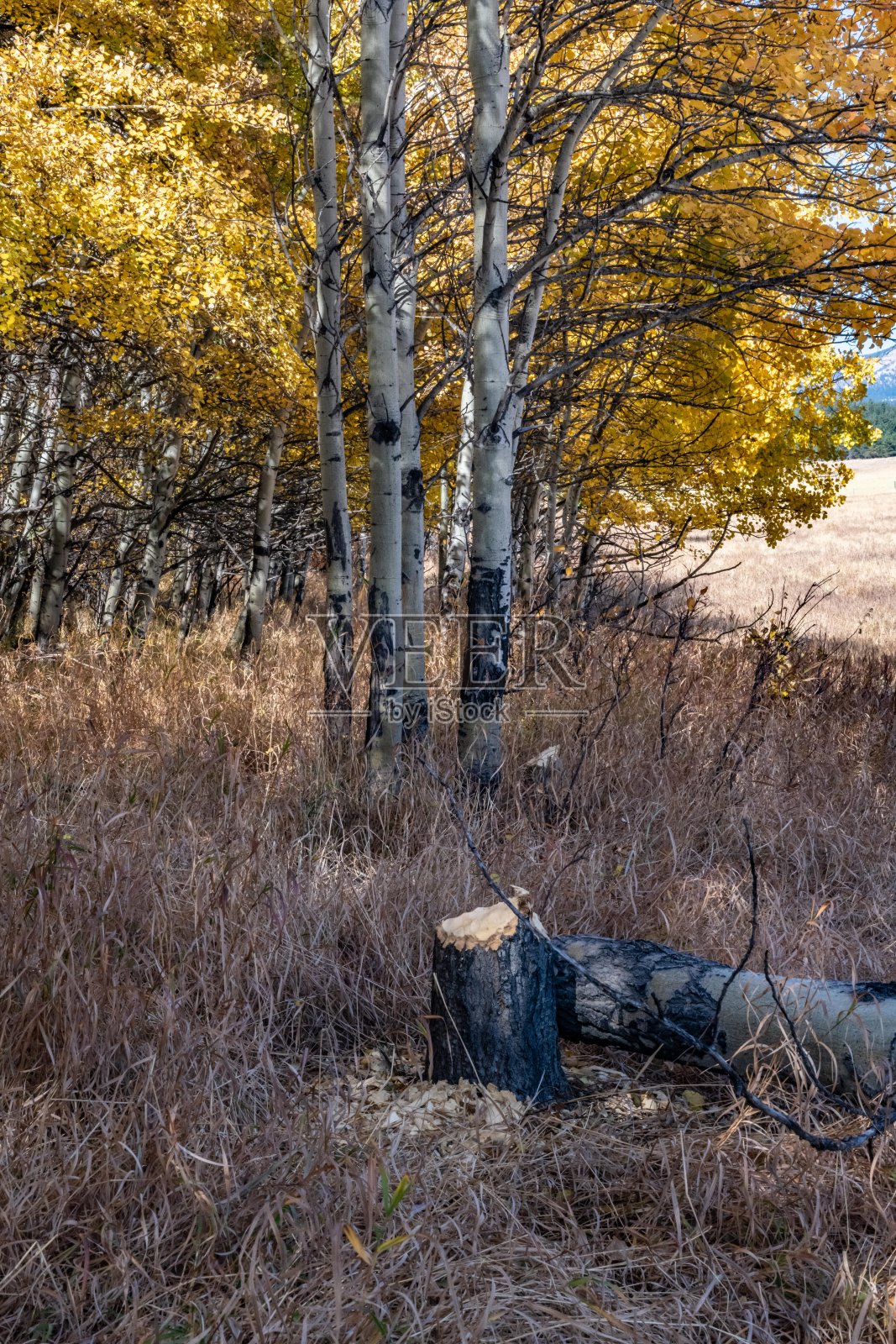 秋景非常乡村的蒙大拿牧场草原照片摄影图片