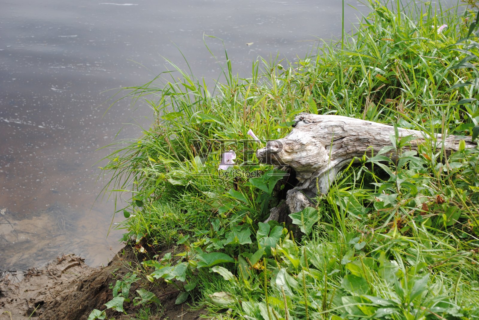 河边的树林照片摄影图片