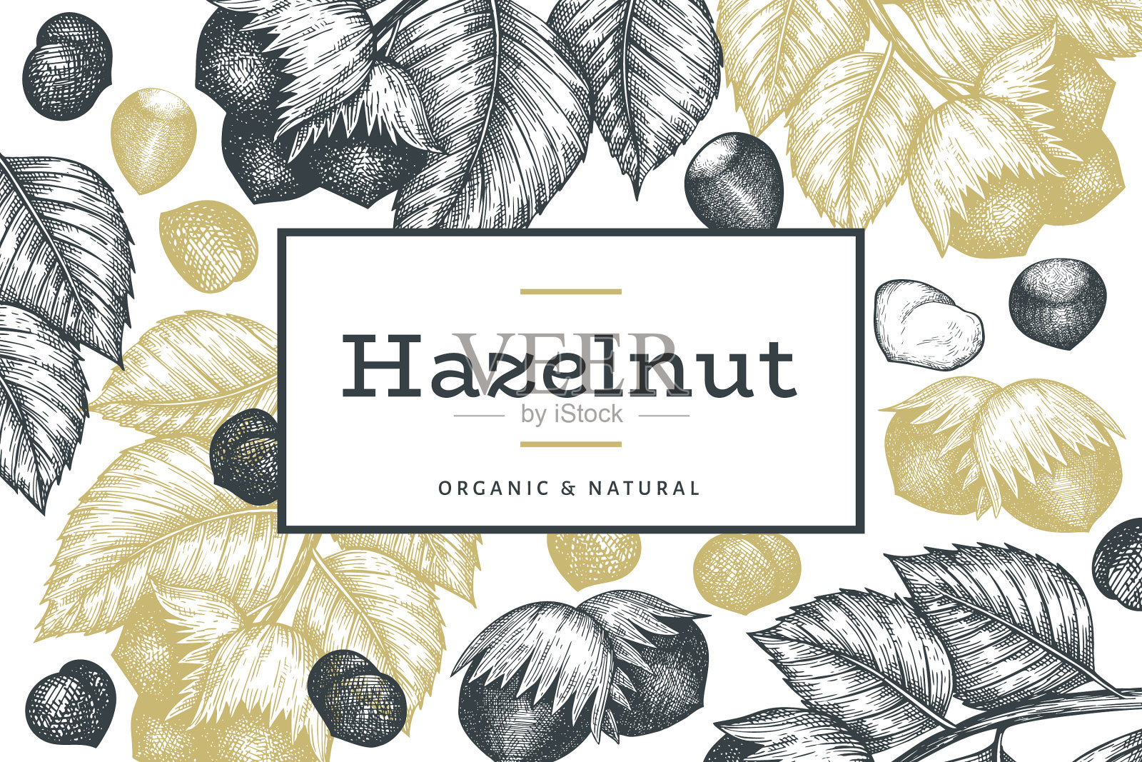 手绘草图榛子设计模板插画图片素材