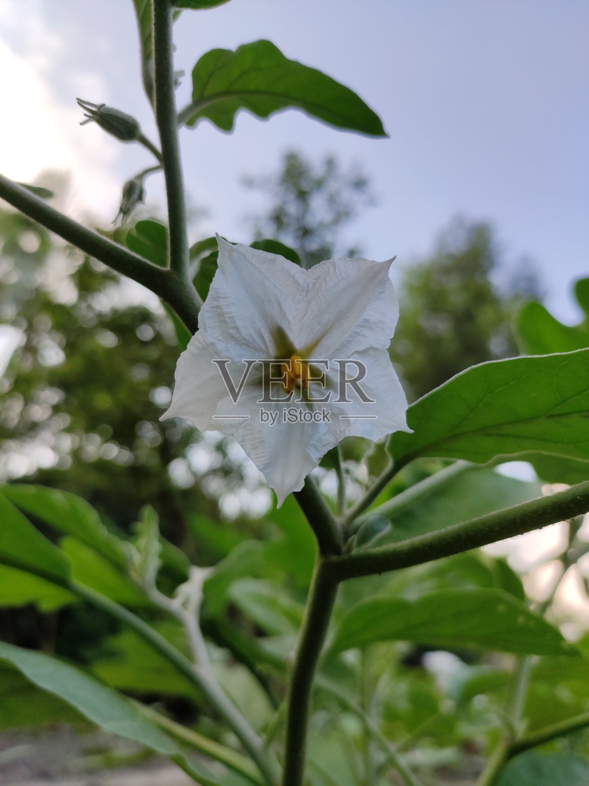 茄子花。照片摄影图片