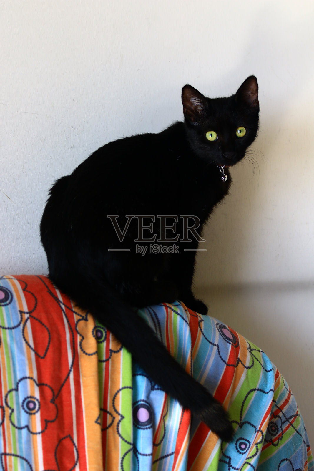 猫坐在照片摄影图片