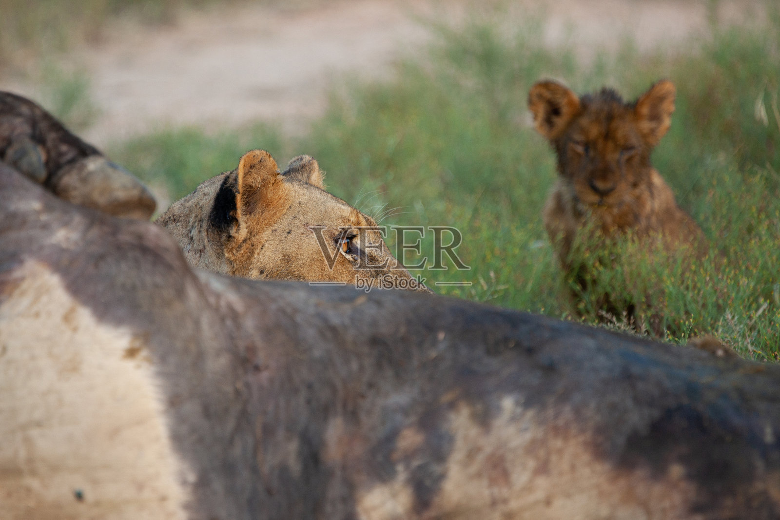狮子幼崽吃水牛照片摄影图片