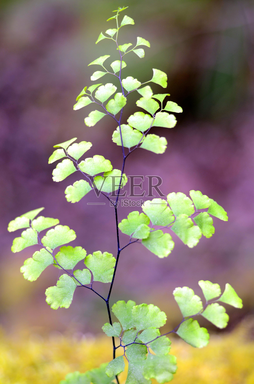 一种蕨类植物(铁线蕨)的叶子照片摄影图片