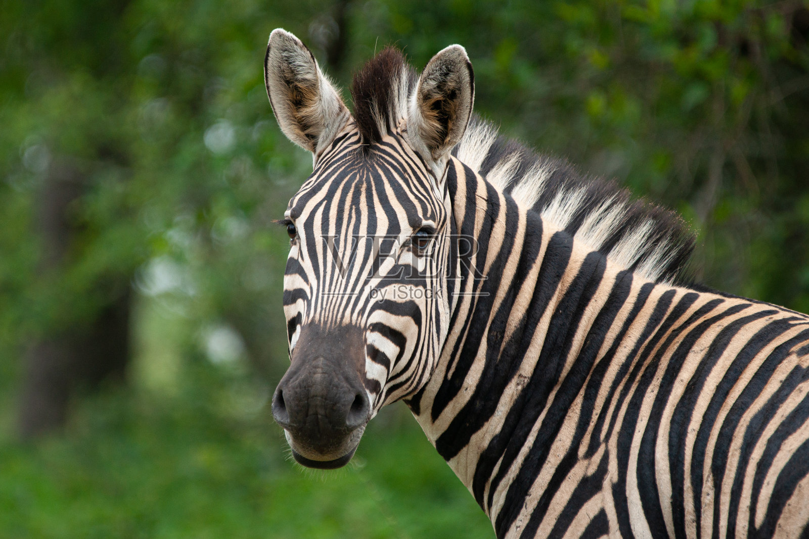 斑马的肖像照片摄影图片