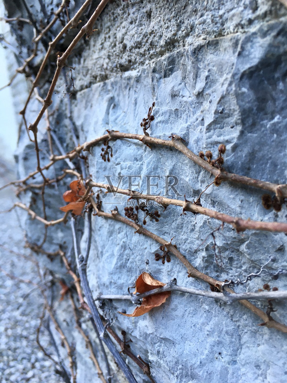 植物、树木、树叶和草上结霜。德国巴伐利亚的冬天白雪皑皑。照片摄影图片