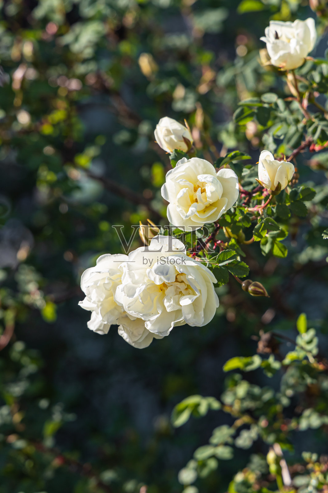 美丽的白玫瑰花束，花蕾和叶子是模糊的绿色背景在公园里的夏天照片摄影图片