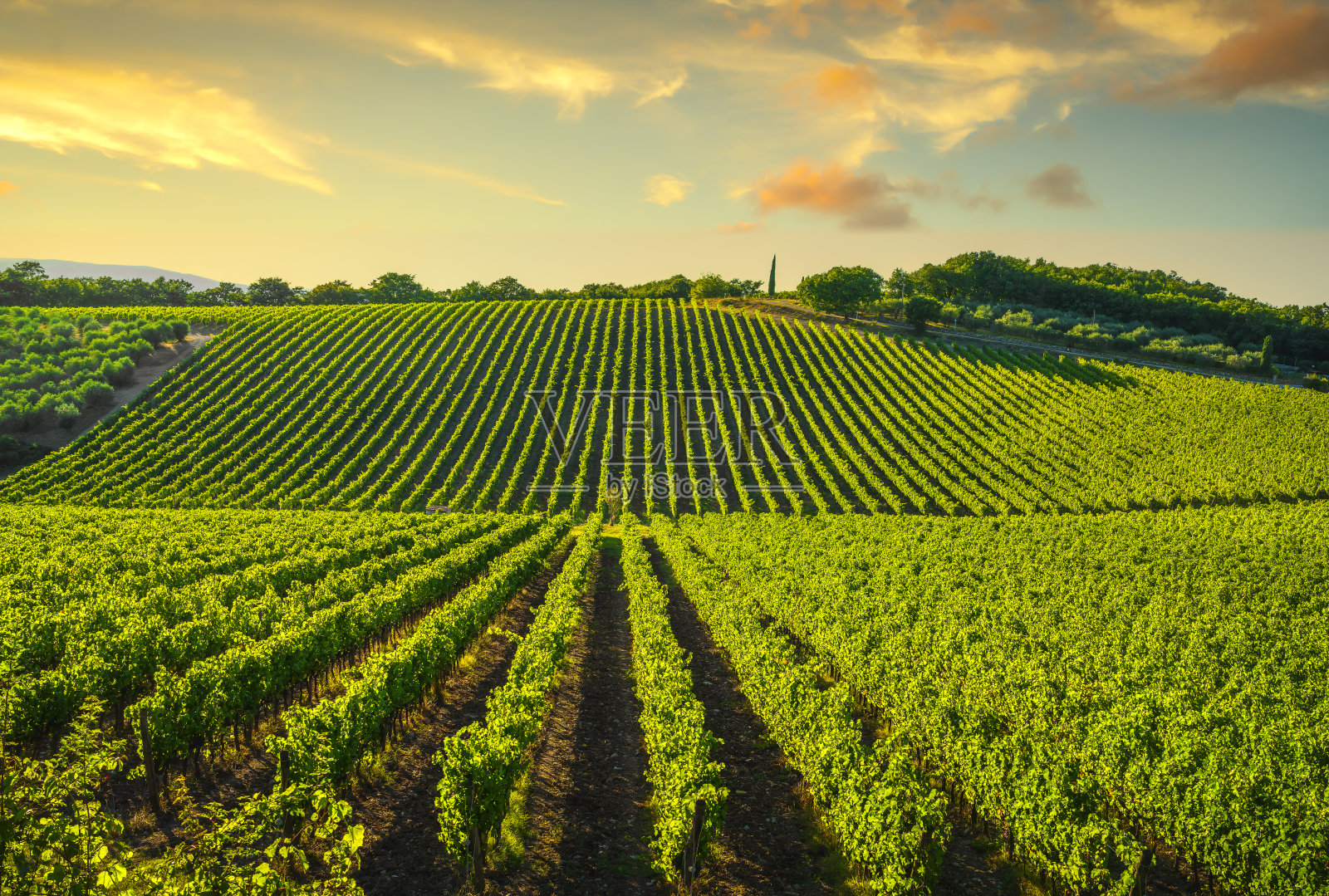 葡萄园的日落。意大利托斯卡纳基安蒂的卡斯特利纳照片摄影图片