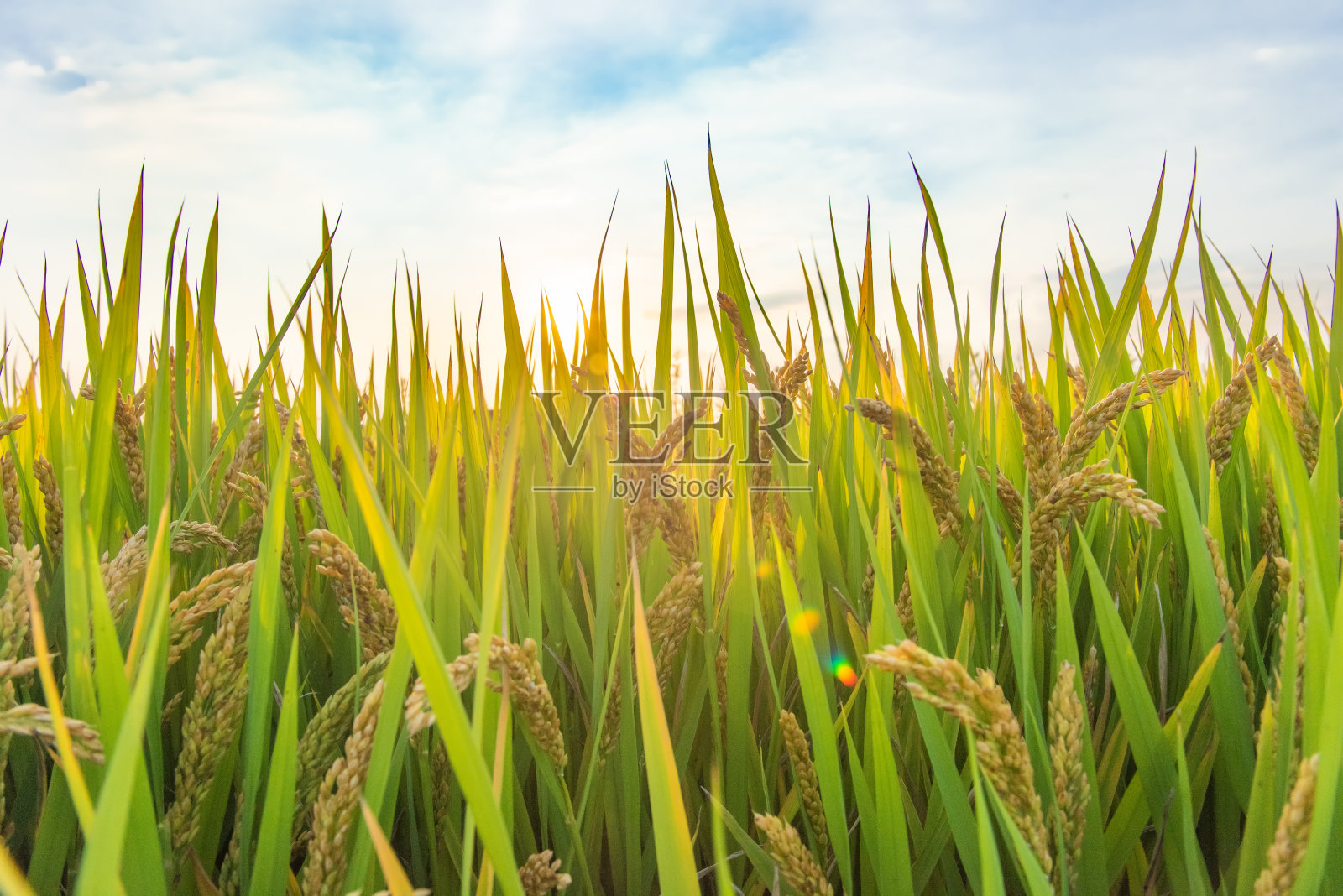 稻田和蓝天，近看金色稻穗接近收获照片摄影图片