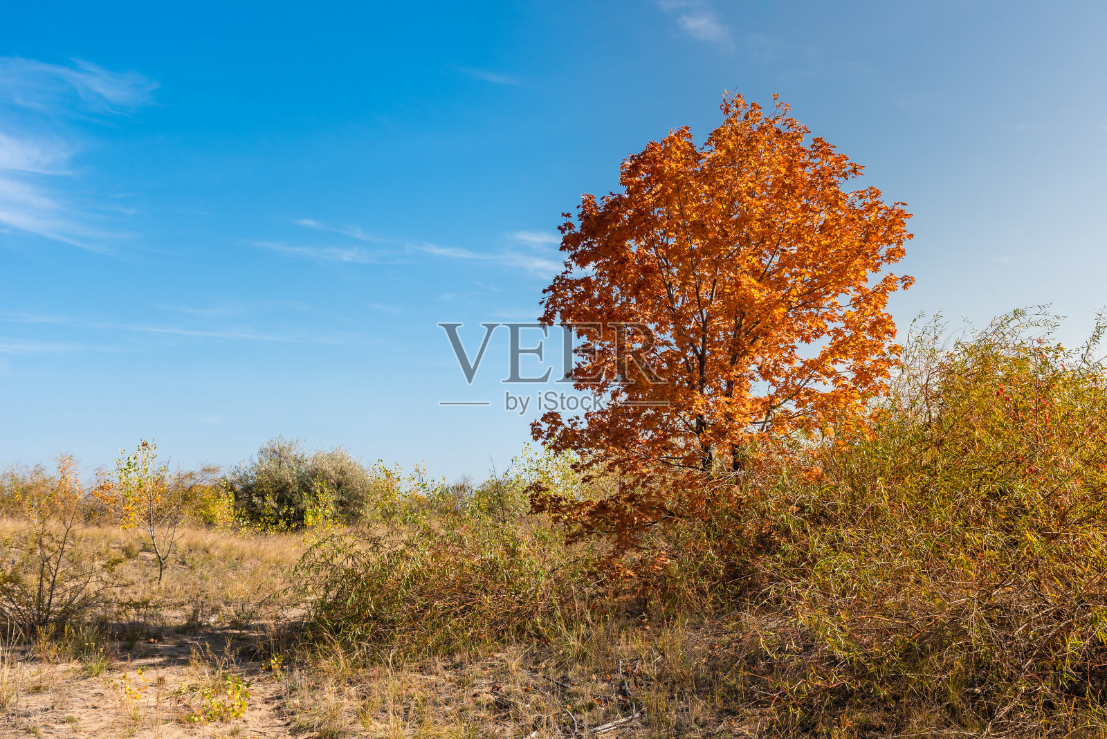 秋天的景观-枫树与橙色的叶子在一个晴朗的秋天的一天沙丘照片摄影图片
