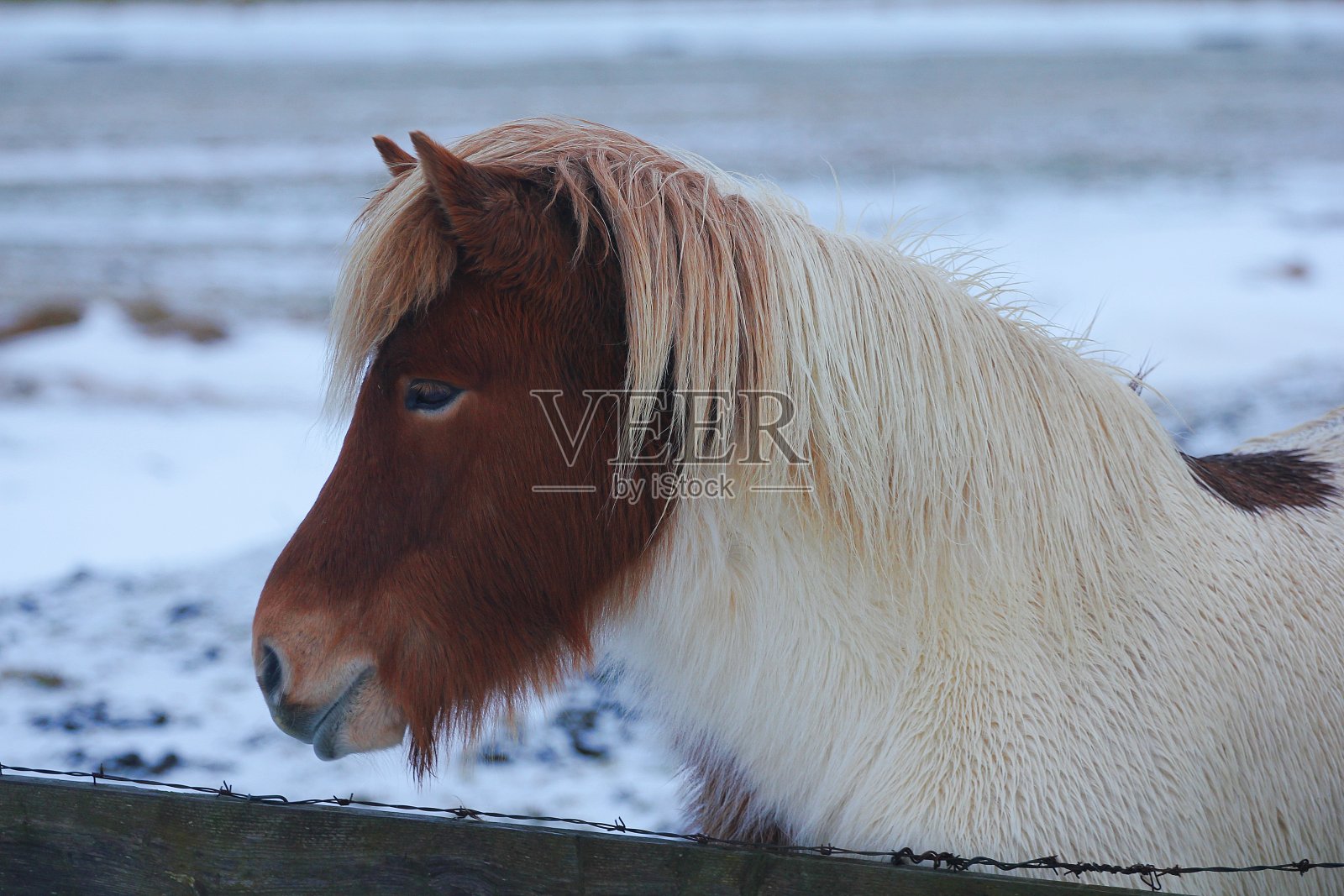 冰岛马照片摄影图片