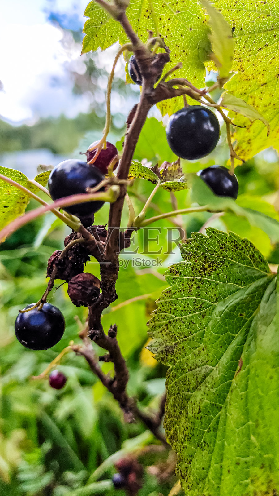 挂在树枝上的黑醋栗浆果照片摄影图片