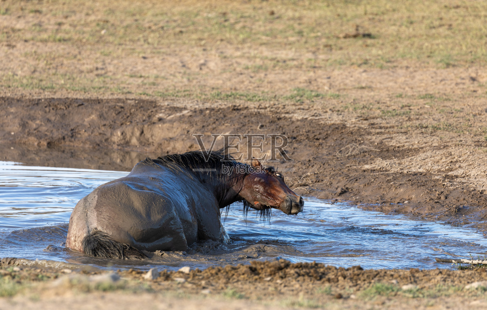 沙漠水坑的野马照片摄影图片