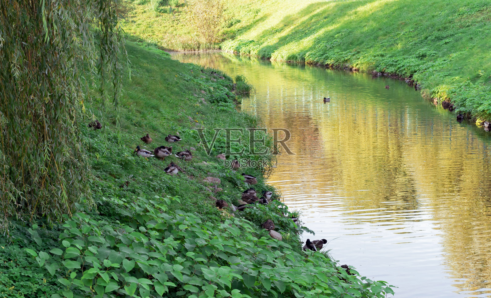 鸭子们在一条小河旁的绿色斜坡上休息。照片摄影图片