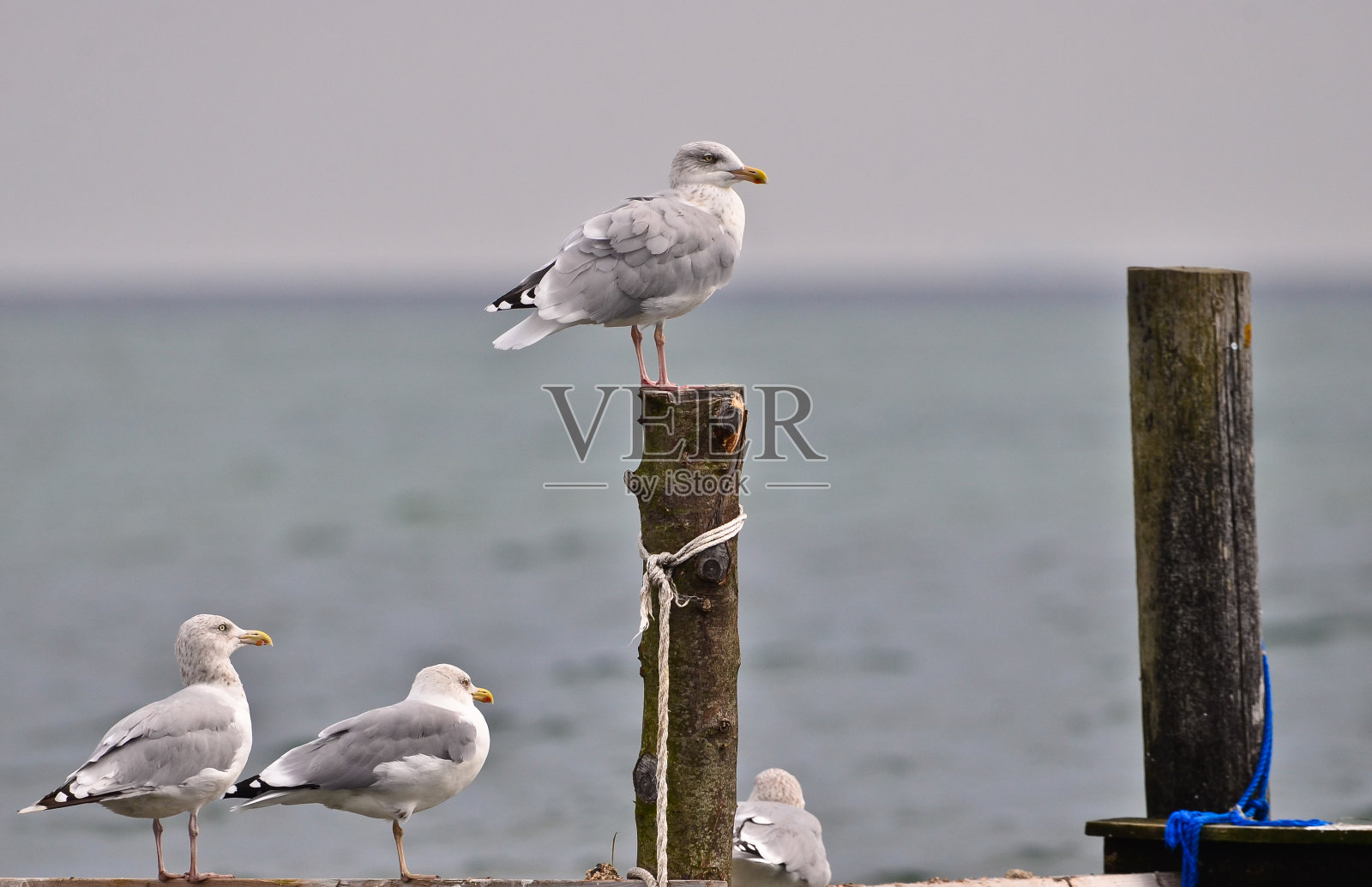 一只海鸥，近距离看，坐在岸边的一根柱子上，在美丽的粉红色灯光下照片摄影图片