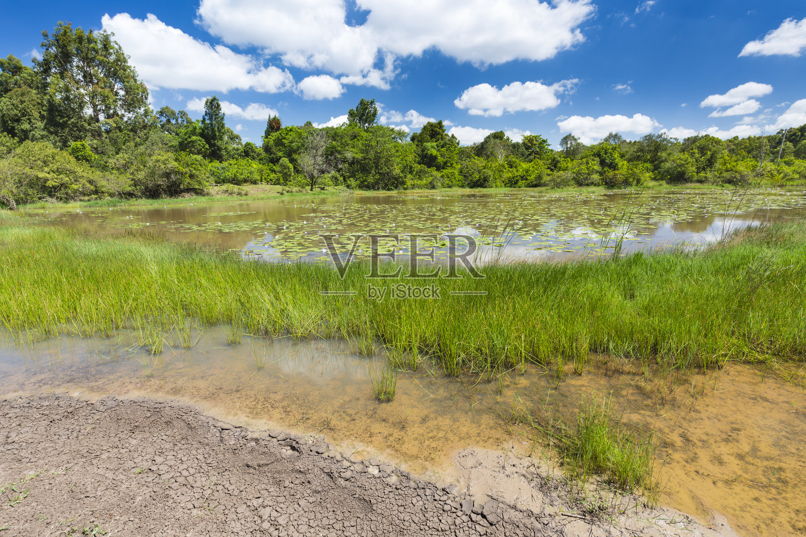 肯尼亚内罗毕卡鲁拉森林的莉莉湖照片摄影图片