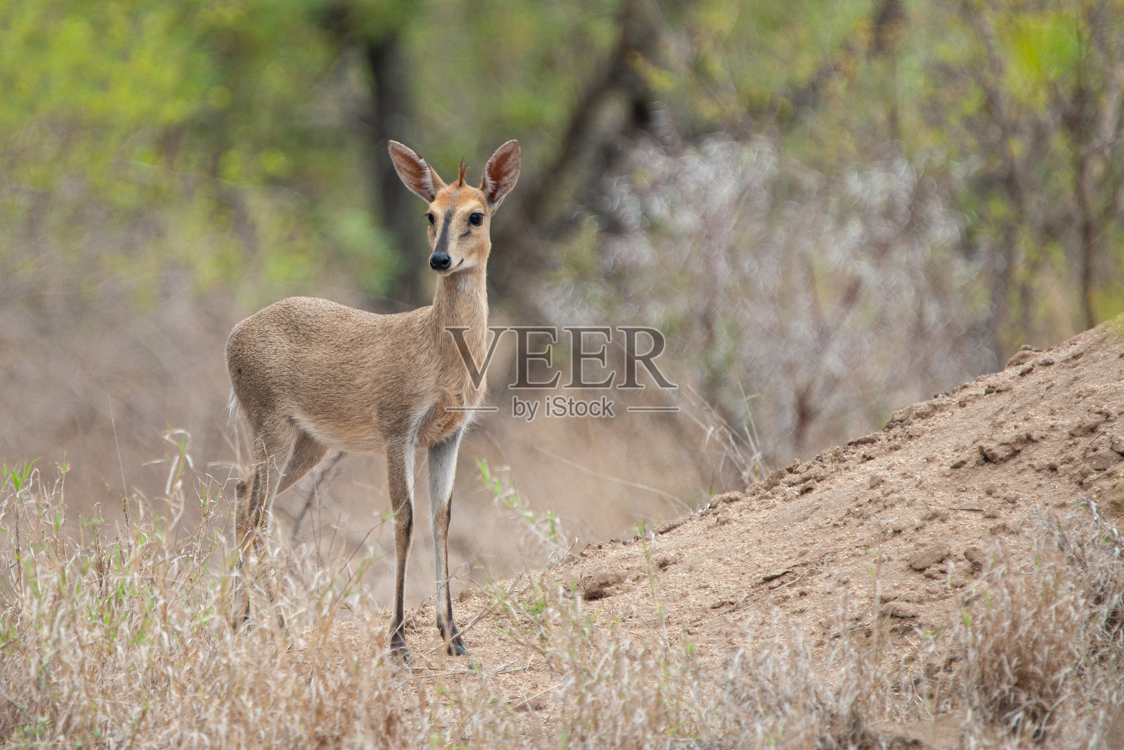 常见的小羚羊照片摄影图片