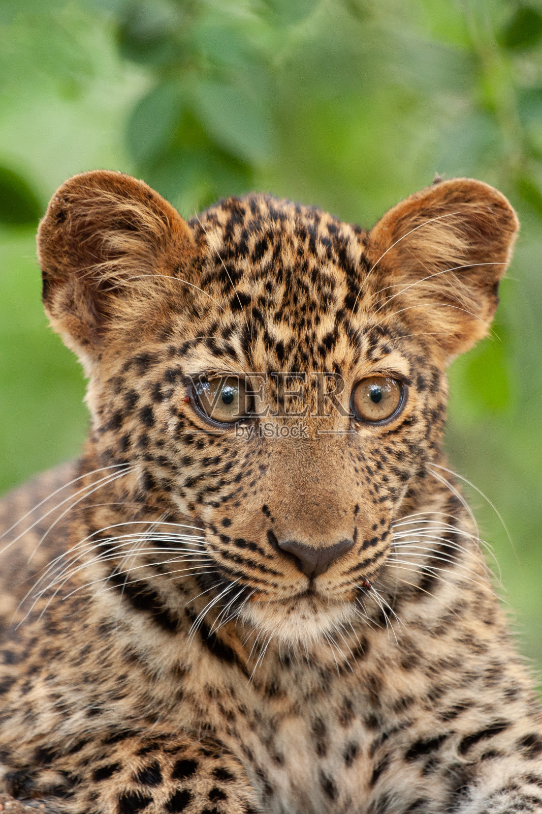 豹幼崽肖像照片摄影图片