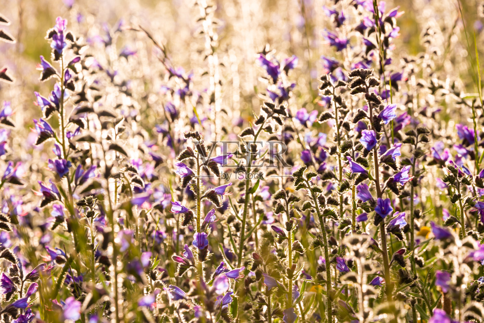 夏日阳光下的白色野花照片摄影图片