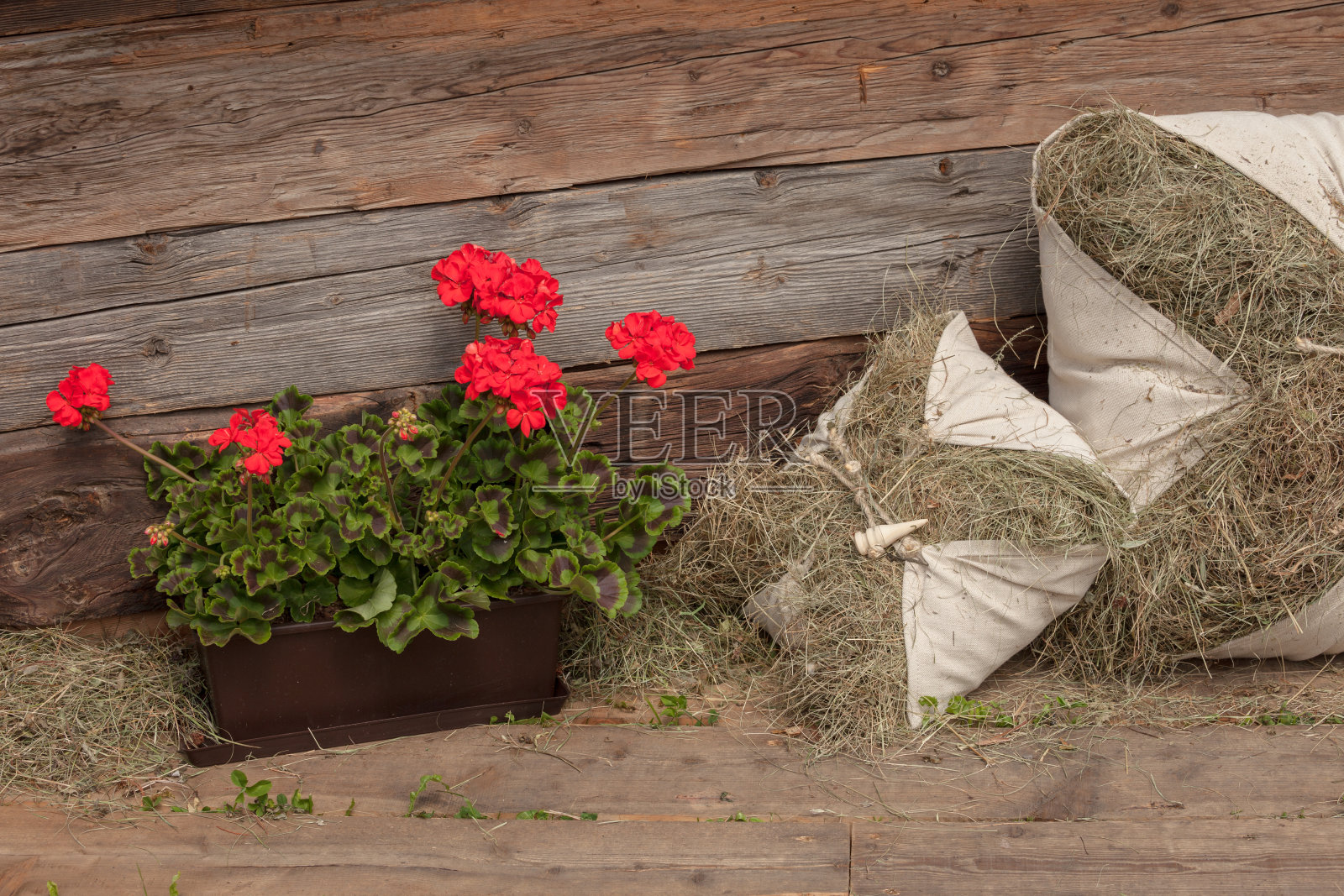 在Dolomites的Val Gardena收割干草时的乡村景象照片摄影图片