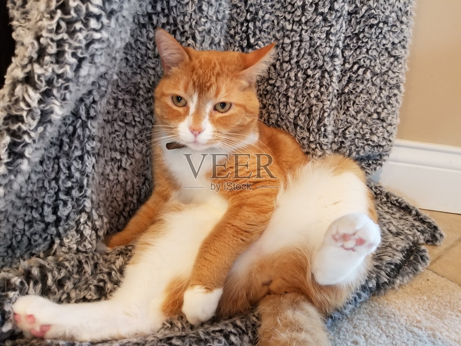 很轻松的橙色和白色可以在灰色毯子上滑稽的位置照片摄影图片