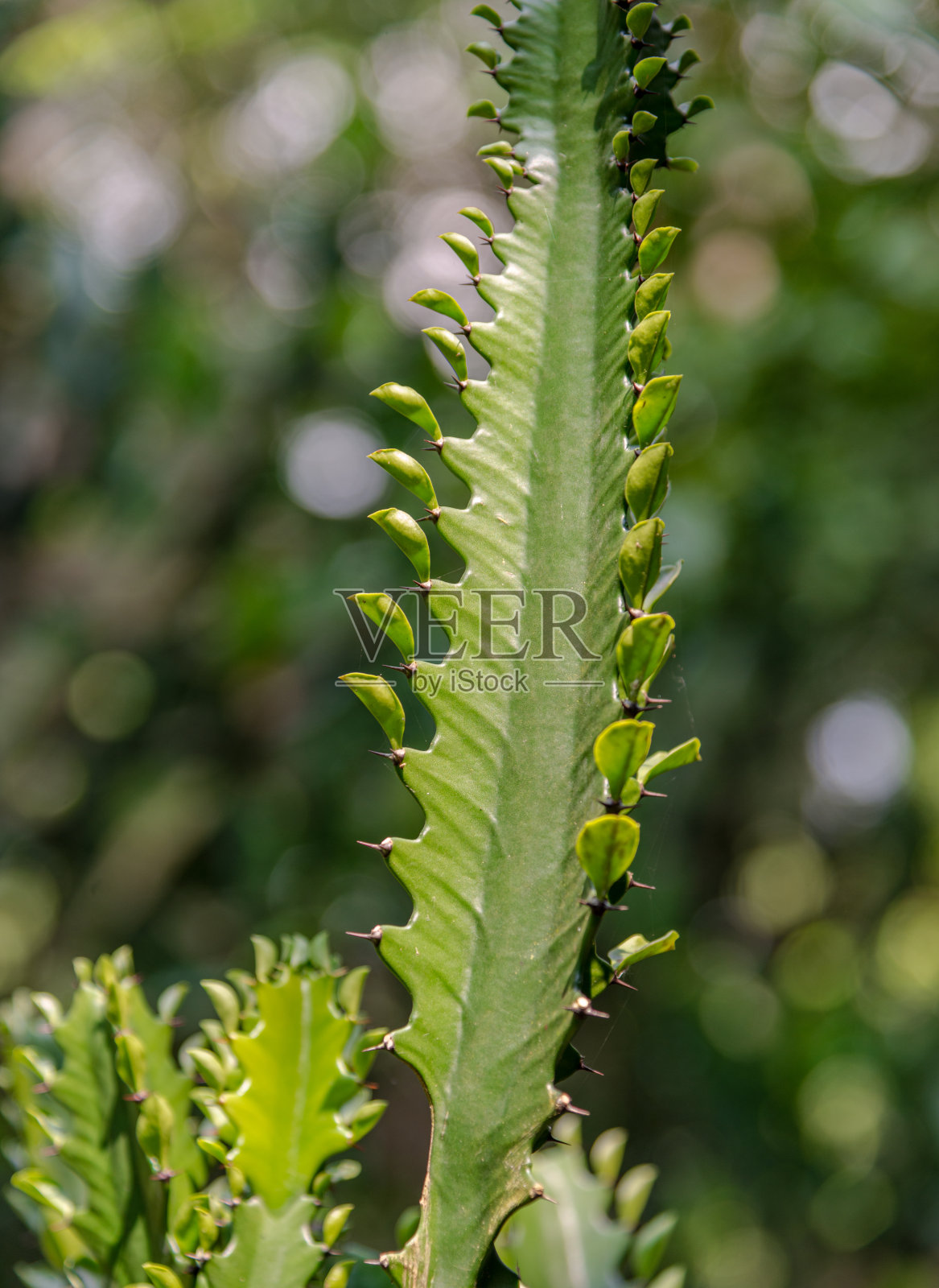 有趣的植物照片摄影图片