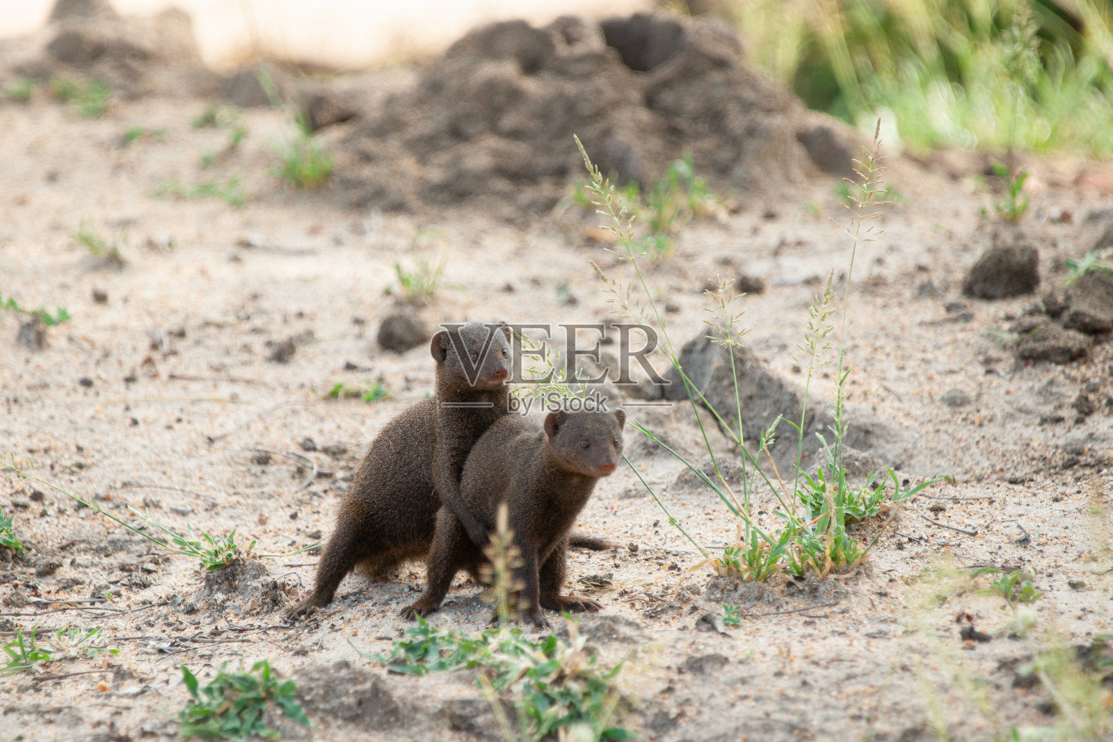 交配的侏儒猫鼬对照片摄影图片