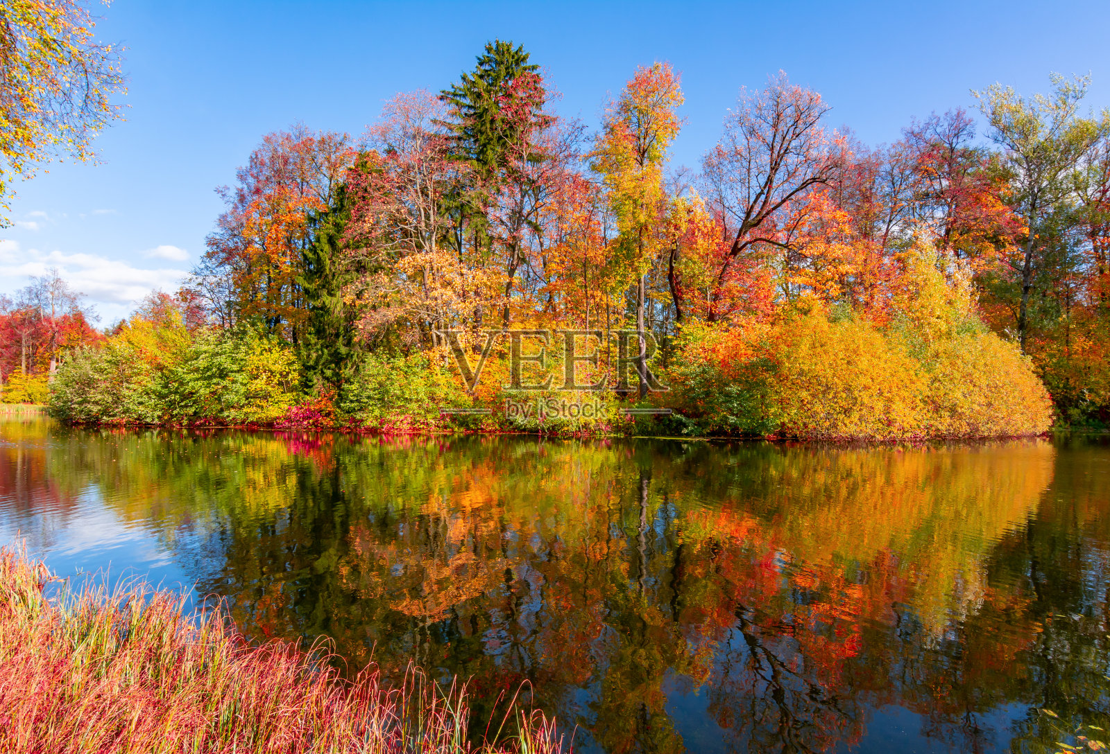 俄罗斯圣彼得堡巴甫洛夫斯克，巴甫洛夫斯克公园的秋叶照片摄影图片