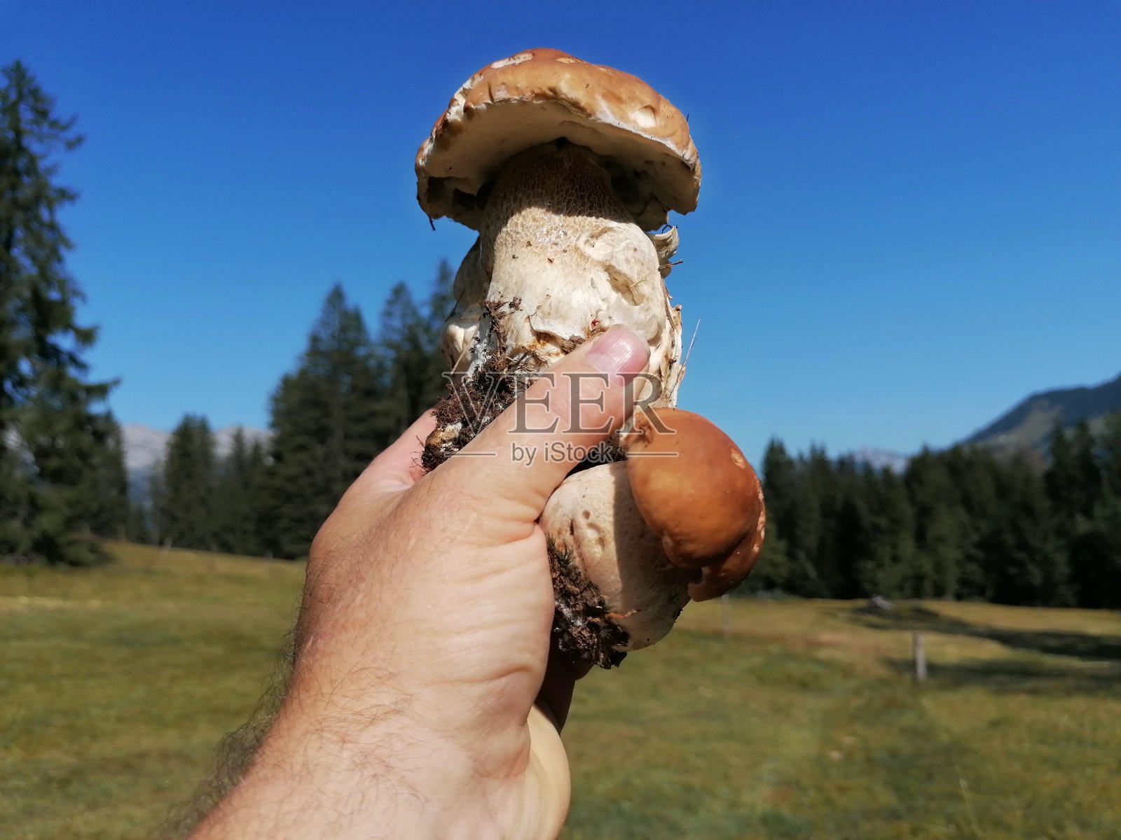 在森林里寻找牛肝菌照片摄影图片