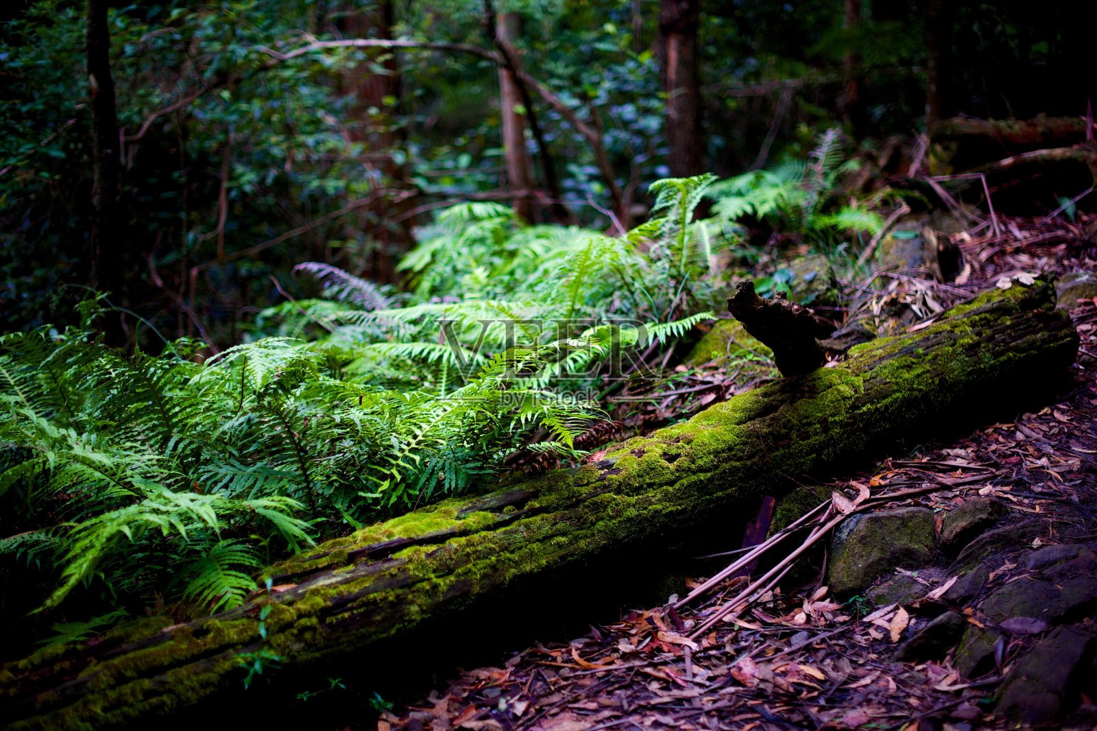树照片摄影图片