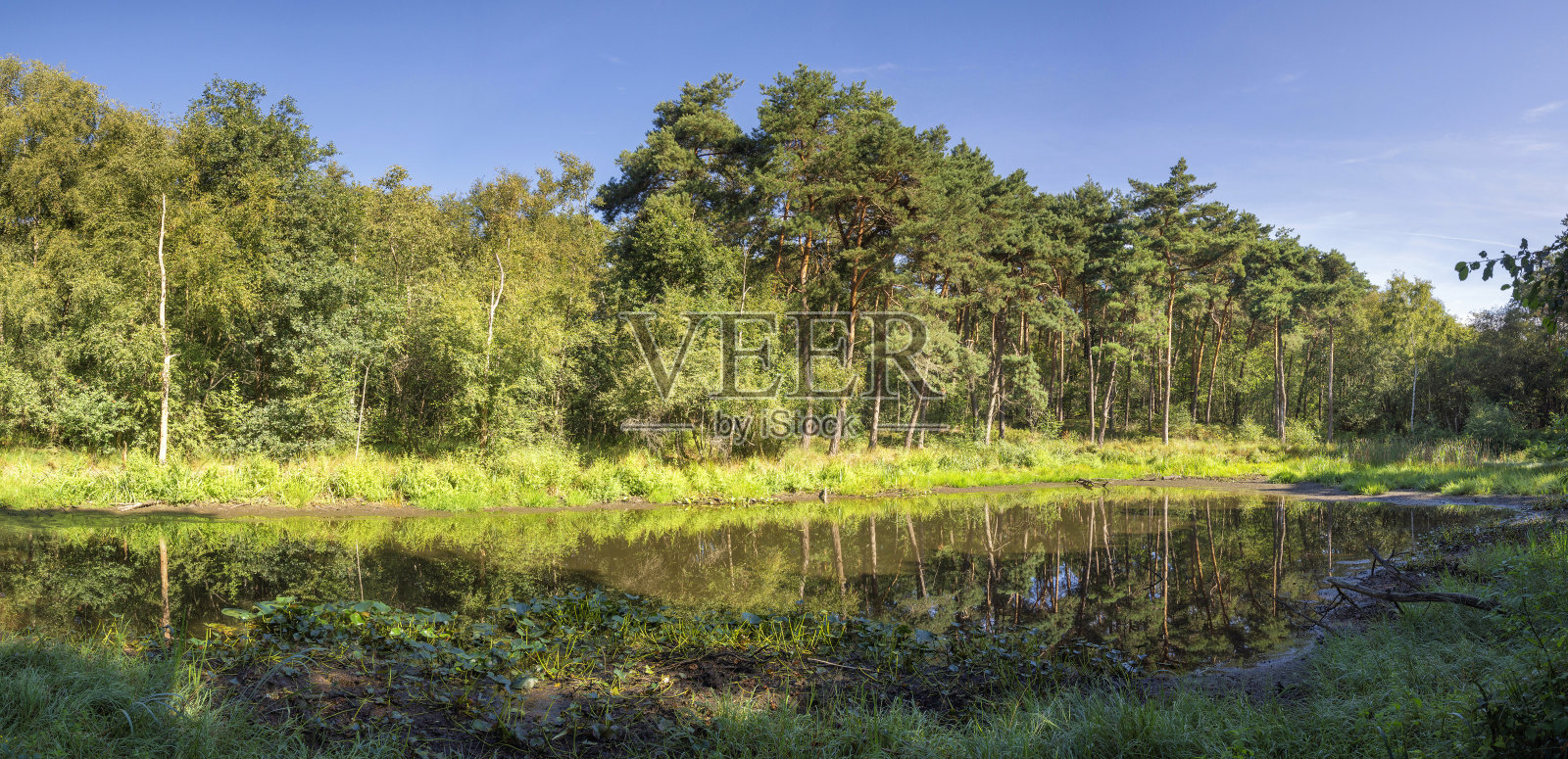 树林里的小湖照片摄影图片