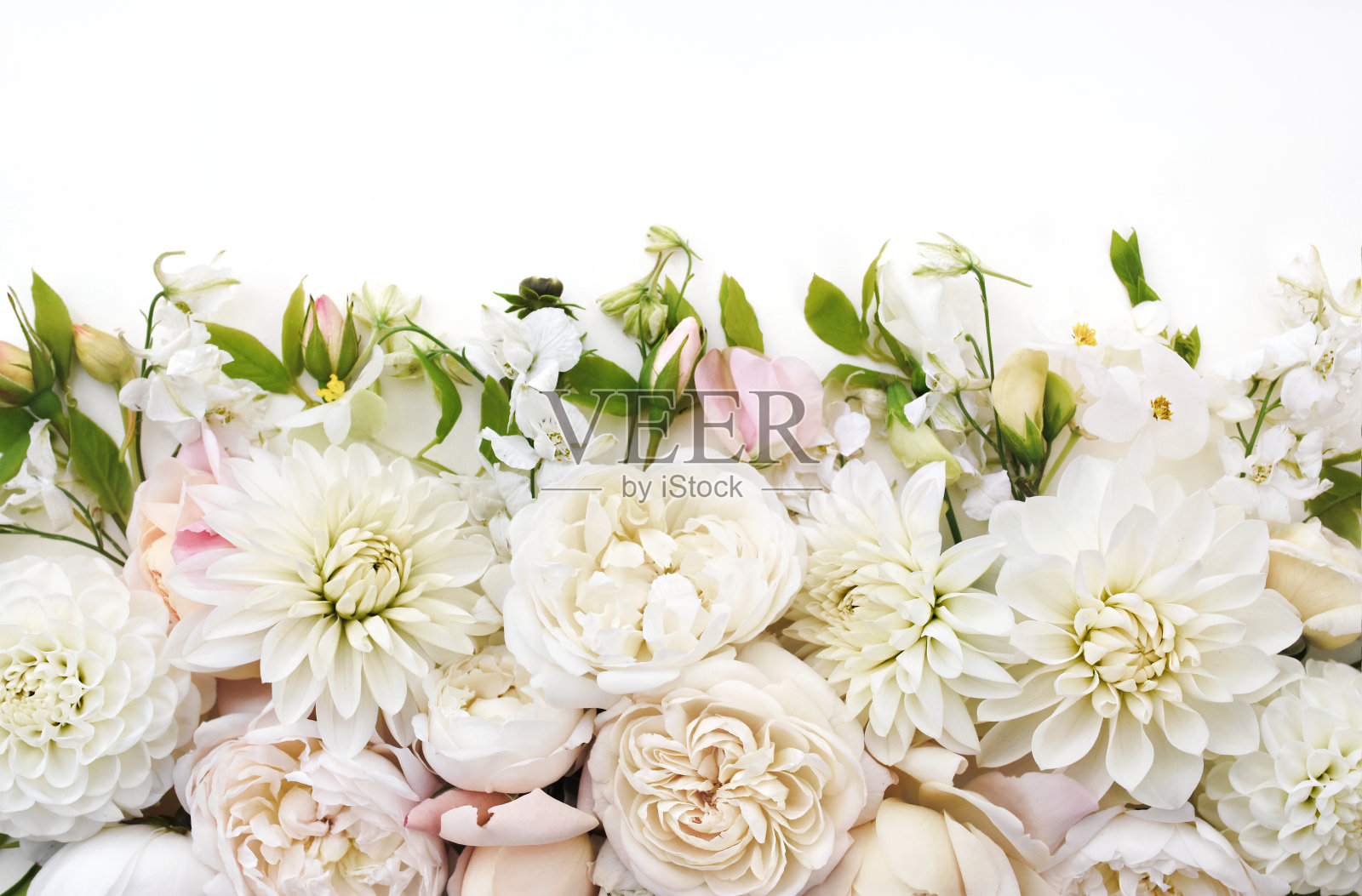 娇嫩的朵朵玫瑰和鲜花，盛开的粉彩节日画框背景照片摄影图片