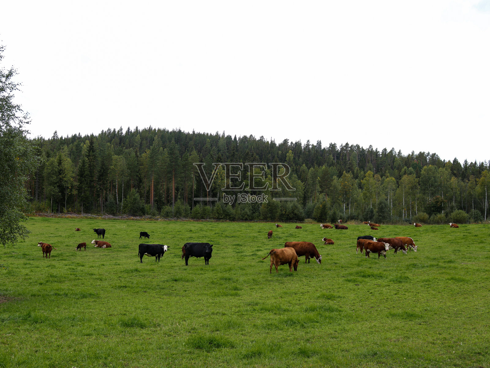 在牧场上吃草照片摄影图片