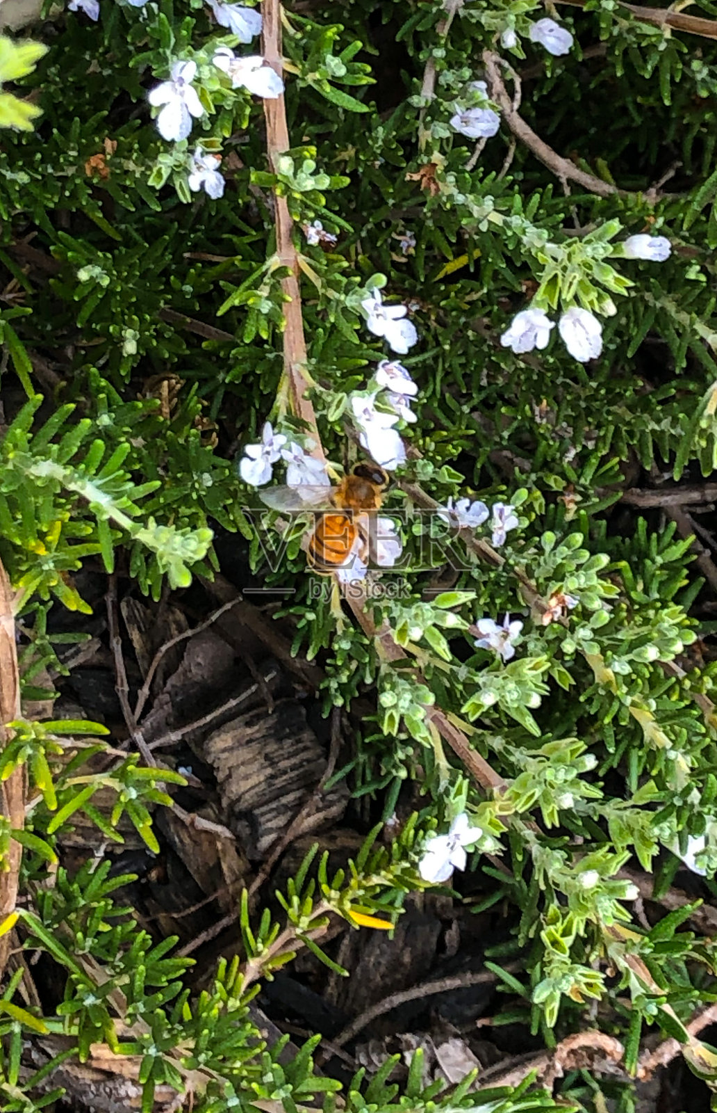 蜜蜂在迷迭香照片摄影图片
