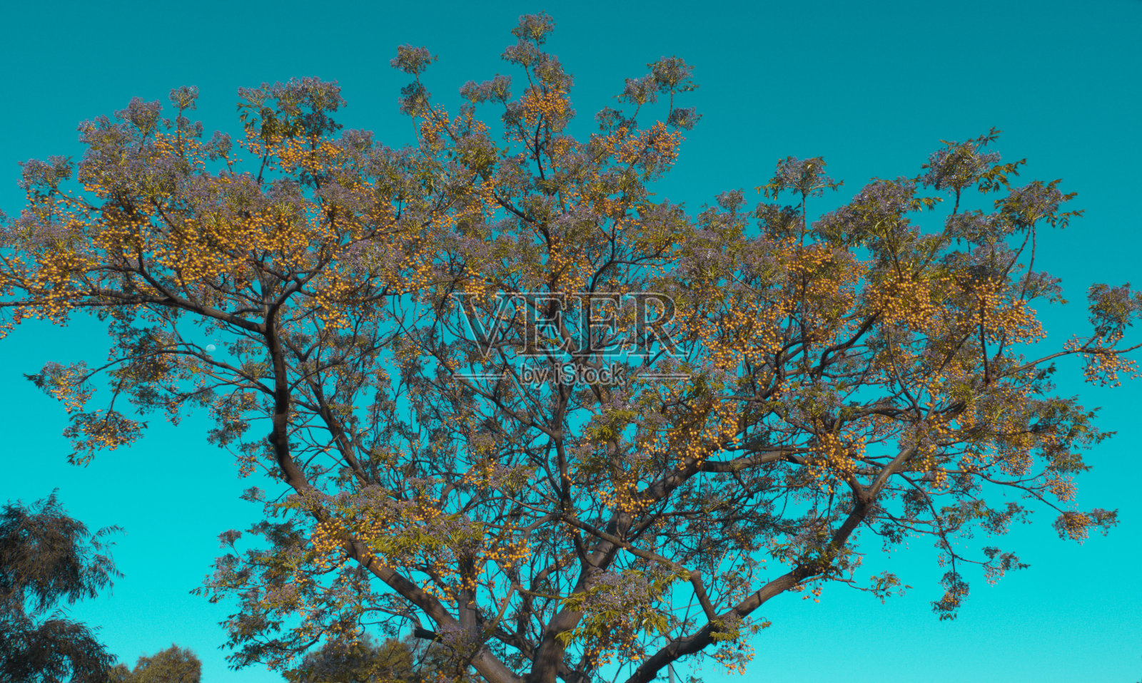 一种果实覆盖的白雪松树。照片摄影图片