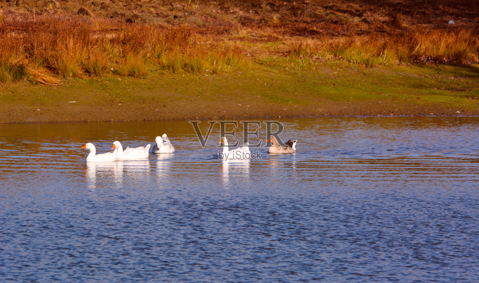 农场池塘里的家鸭照片摄影图片