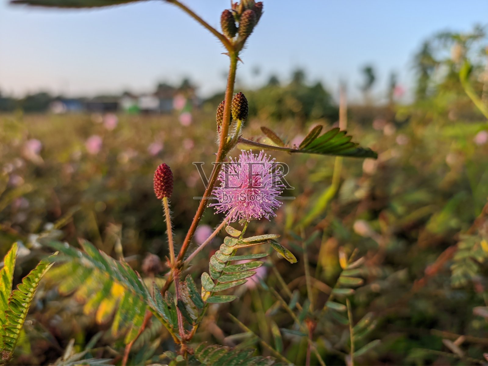 含羞草(女儿的耻辱)生长在热带婆罗洲，野生且肥沃照片摄影图片